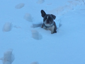 French Bulldog in the snow