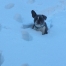 French Bulldog in the snow